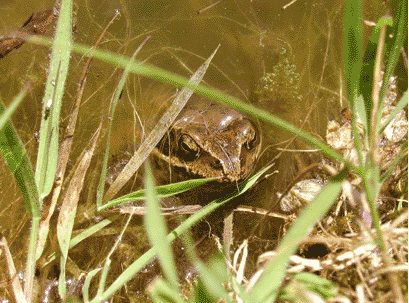 Frosch, Plouguin