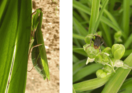 Insekten, La Tr&eacute;sorerie